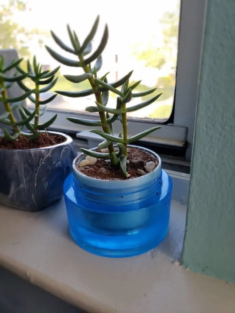 "Zasadila sam cvijeće u kutijicu od kreme koju sam iskoristila"