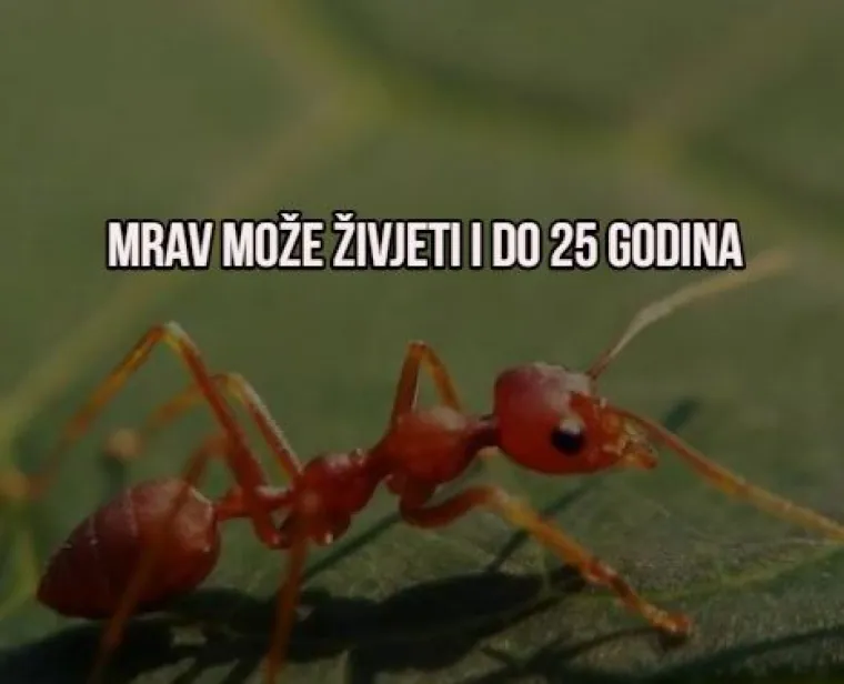 'Božić je za skoro 100 dana': Evo 10 "mindblown" činjenica u koje ćete jedva povjerovati