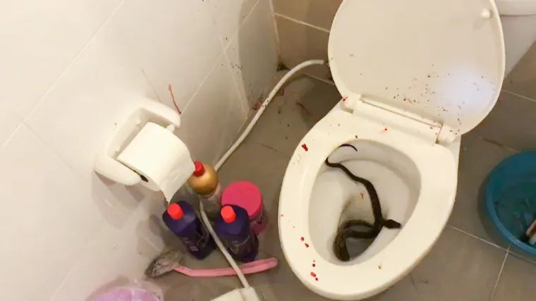 NOĆNA MORA NA WC-U: Dečko sjeo obaviti nuždu pa osjetio oštru bol u penisu. Ugrizlo ga je - što? Ovo ne gledajte prije jela