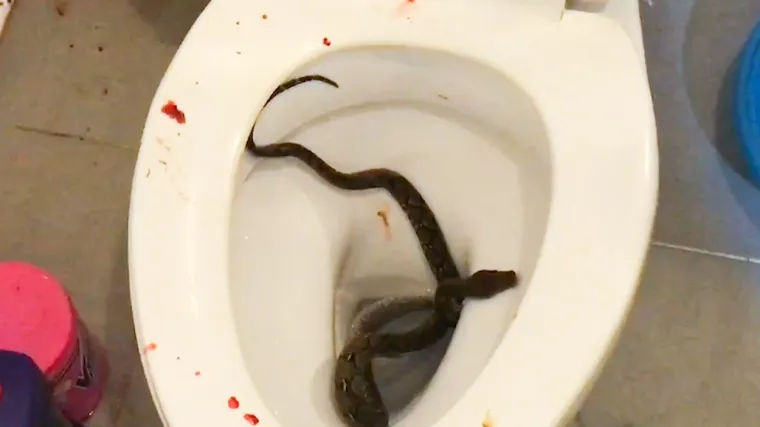Nesretni Tajlanđanin pogledao je u školjku i ugledao pitona, koji je u svojim raljama držao vrh njegova penisa.