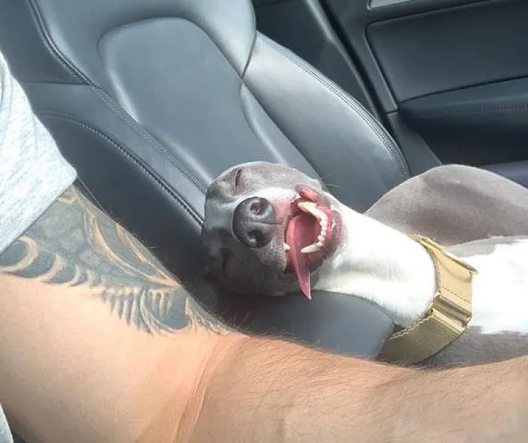 Najslađi suputnici u vožnji nekad nas mogu nasmijati do suza