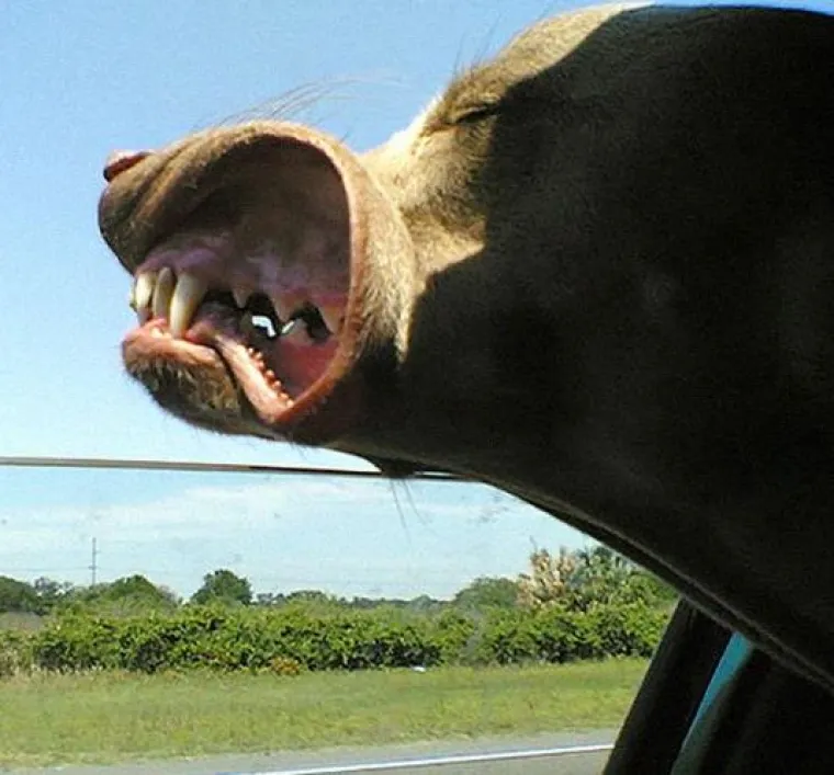 Najslađi suputnici u vožnji nekad nas mogu nasmijati do suza