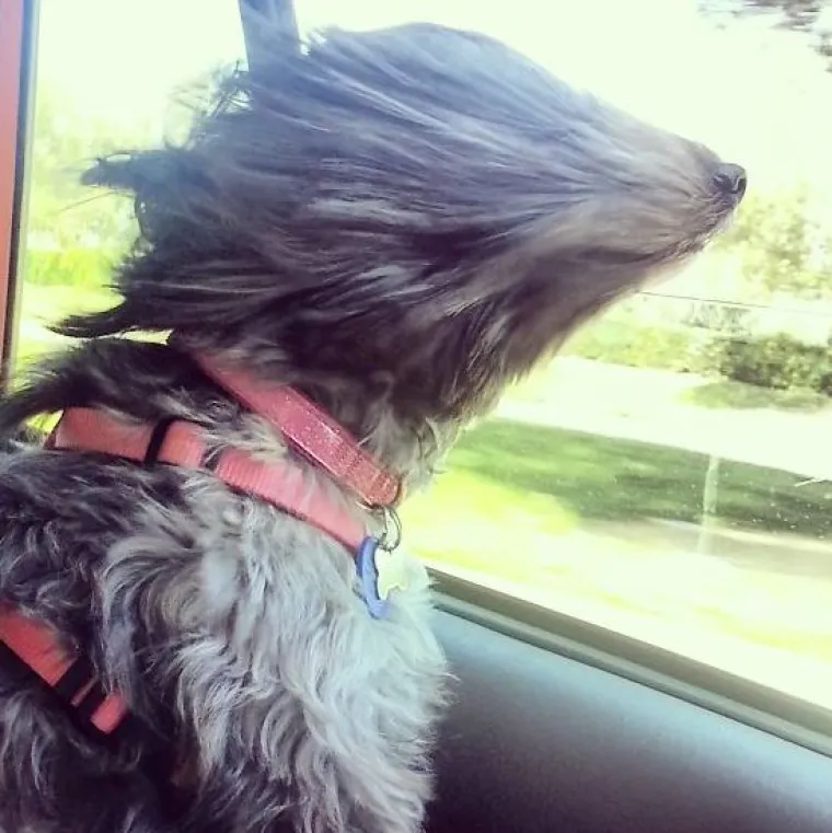 Najslađi suputnici u vožnji nekad nas mogu nasmijati do suza