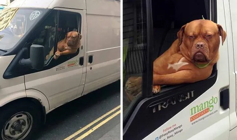 Najslađi suputnici u vožnji nekad nas mogu nasmijati do suza