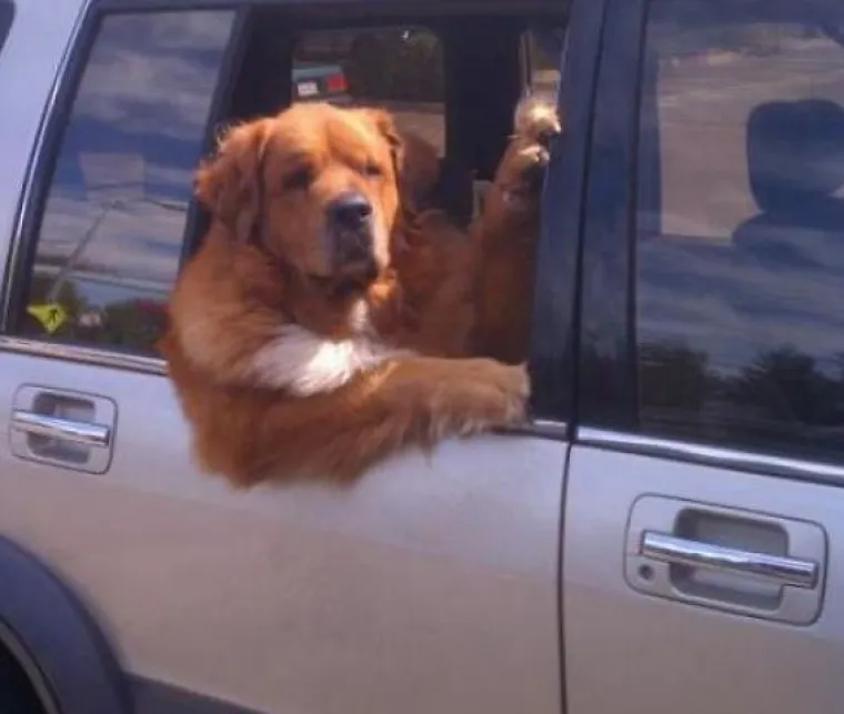 Najslađi suputnici u vožnji nekad nas mogu nasmijati do suza