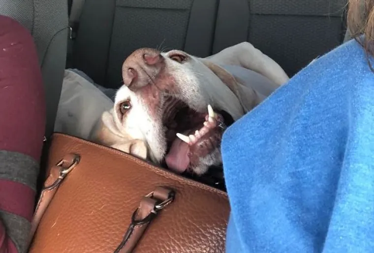 Najslađi suputnici u vožnji nekad nas mogu nasmijati do suza