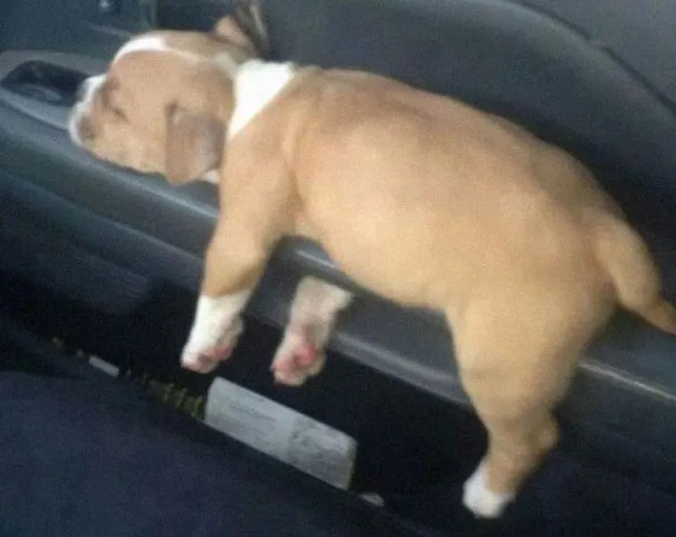 Najslađi suputnici u vožnji nekad nas mogu nasmijati do suza