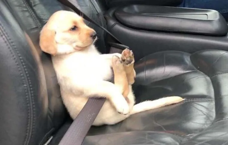 Najslađi suputnici u vožnji nekad nas mogu nasmijati do suza