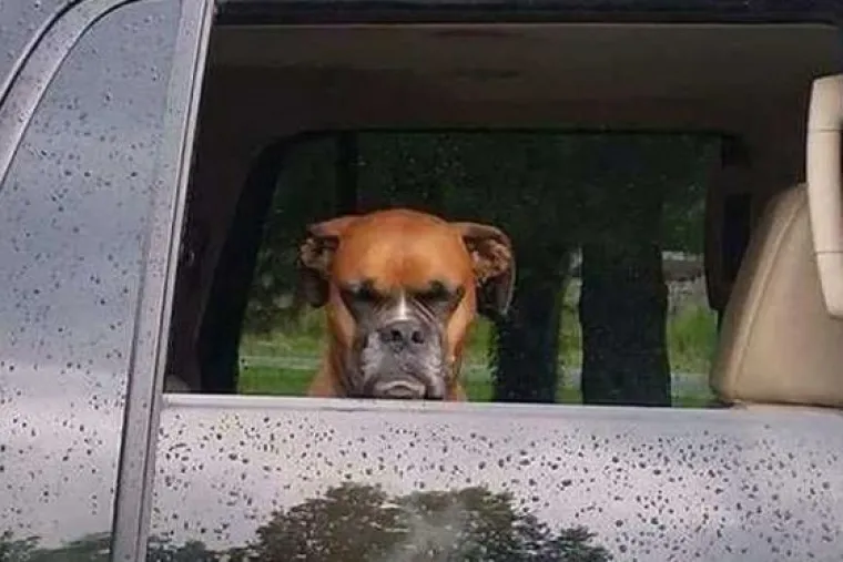 Najslađi suputnici u vožnji nekad nas mogu nasmijati do suza