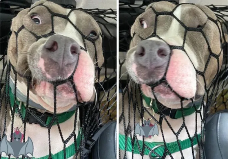 Najslađi suputnici u vožnji nekad nas mogu nasmijati do suza