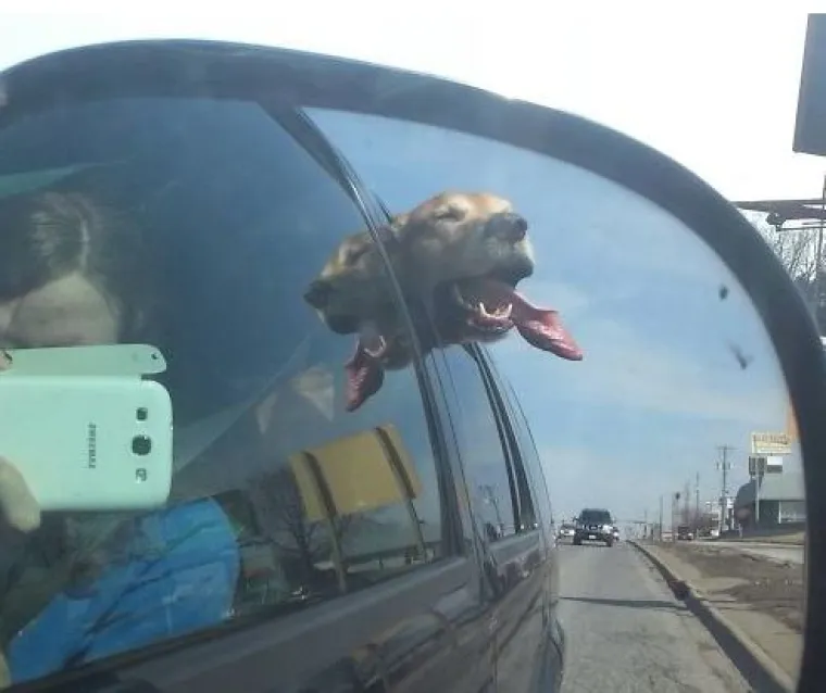 Najslađi suputnici u vožnji nekad nas mogu nasmijati do suza