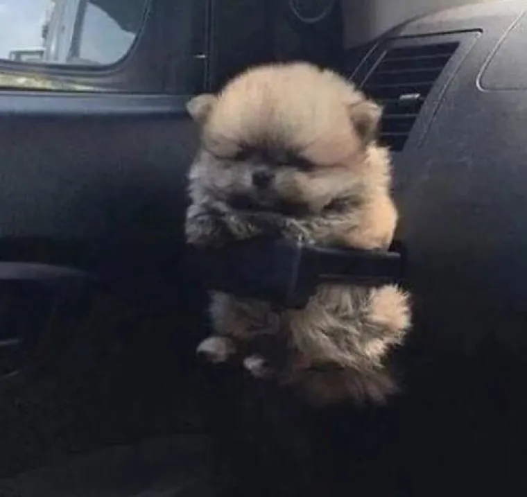 Najslađi suputnici u vožnji nekad nas mogu nasmijati do suza