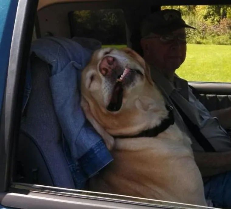 Najslađi suputnici u vožnji nekad nas mogu nasmijati do suza