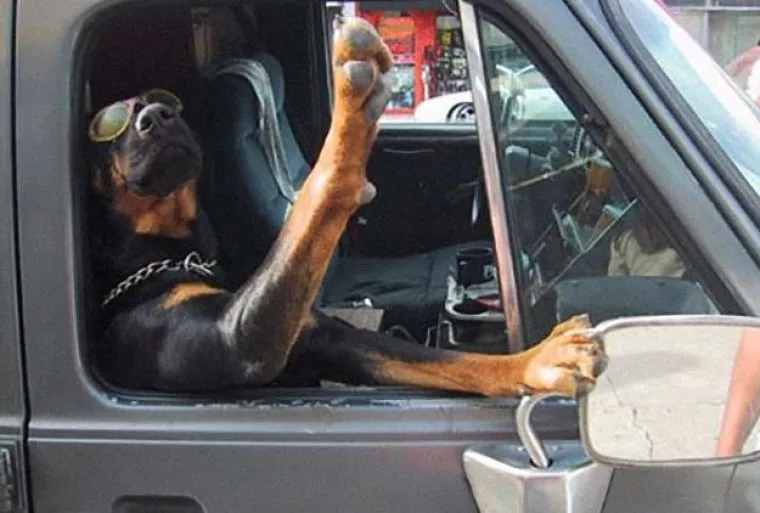 Najslađi suputnici u vožnji nekad nas mogu nasmijati do suza