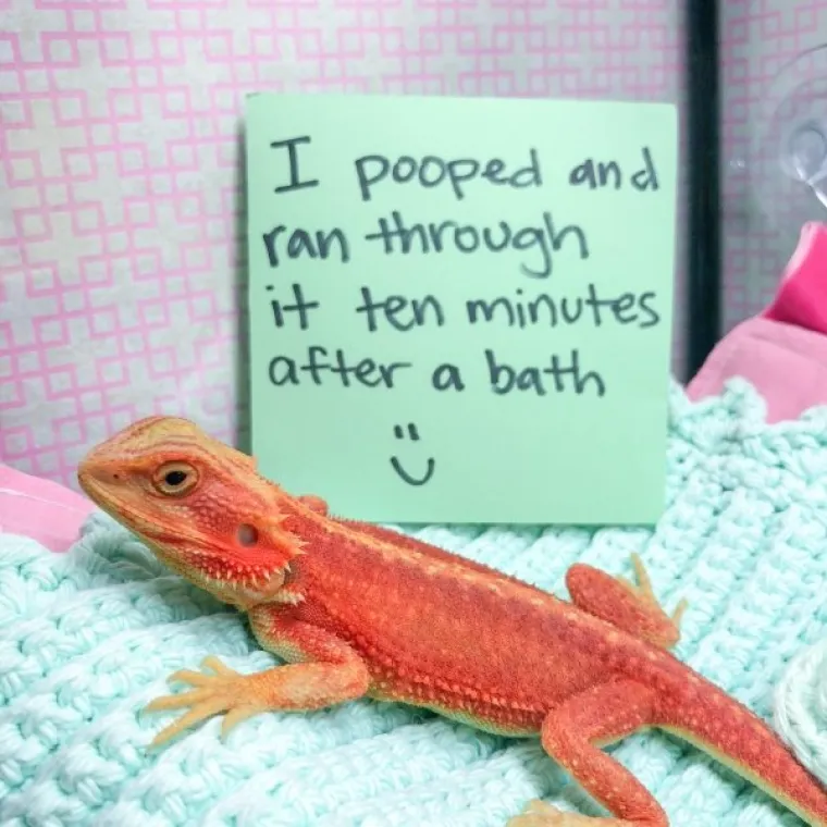 PRESLATKI ČETVERONO&Scaron;CI NA STUPU SRAMA ZBOG SVOJIH NESTA&Scaron;LUKA: Znaju da su zabrljali, ali tko im ne bi oprostio?