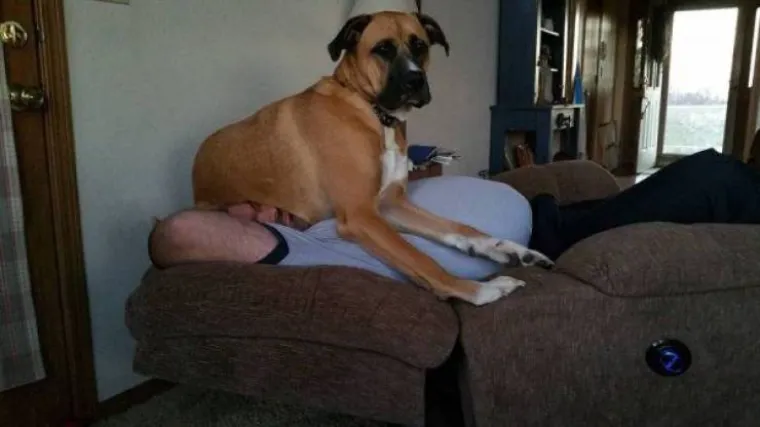 OD NAJSLAĐIH BOMBA&Scaron;A DO NAJSPORIJIH AKROBATA: Životinje u izdanjima u kojima ih niste vidjeli