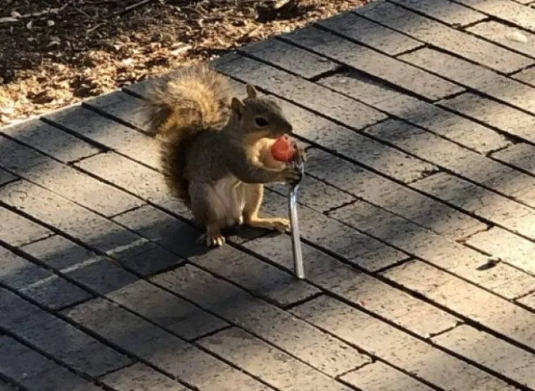 OD NAJSLAĐIH BOMBA&Scaron;A DO NAJSPORIJIH AKROBATA: Životinje u izdanjima u kojima ih niste vidjeli