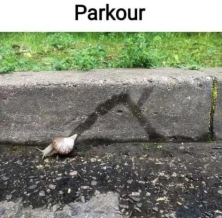 OD NAJSLAĐIH BOMBA&Scaron;A DO NAJSPORIJIH AKROBATA: Životinje u izdanjima u kojima ih niste vidjeli