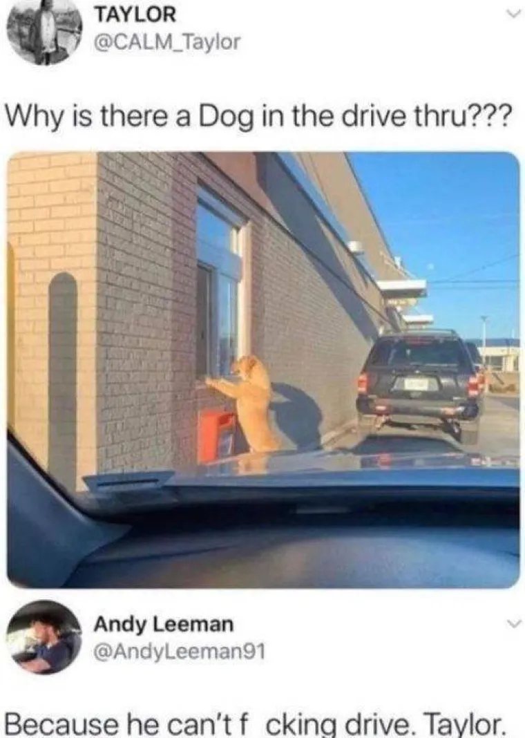 OD NAJSLAĐIH BOMBA&Scaron;A DO NAJSPORIJIH AKROBATA: Životinje u izdanjima u kojima ih niste vidjeli