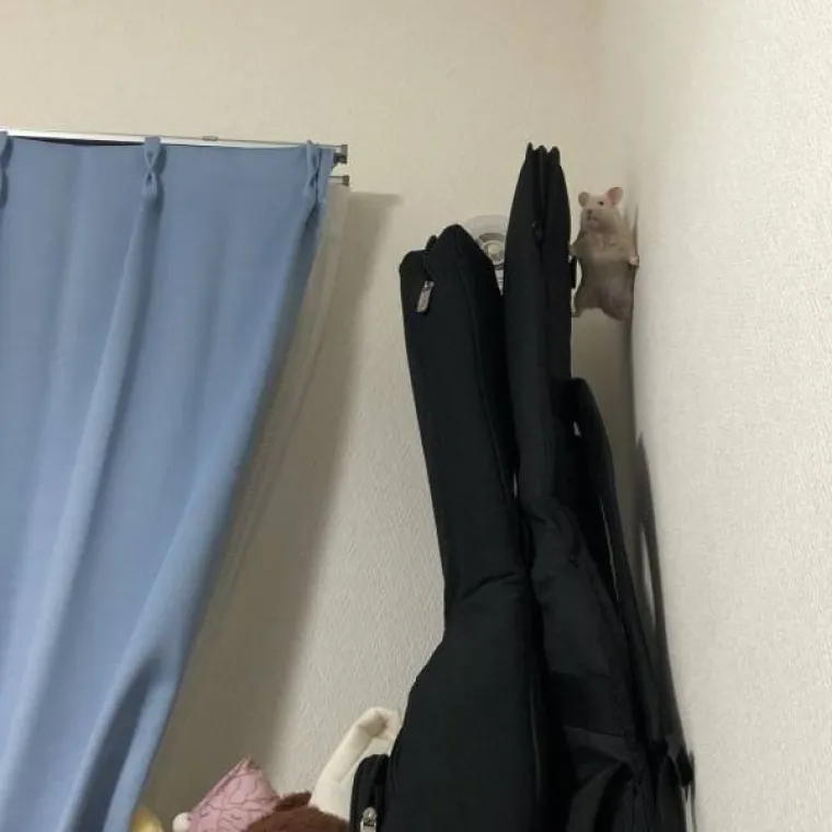 OD NAJSLAĐIH BOMBA&Scaron;A DO NAJSPORIJIH AKROBATA: Životinje u izdanjima u kojima ih niste vidjeli