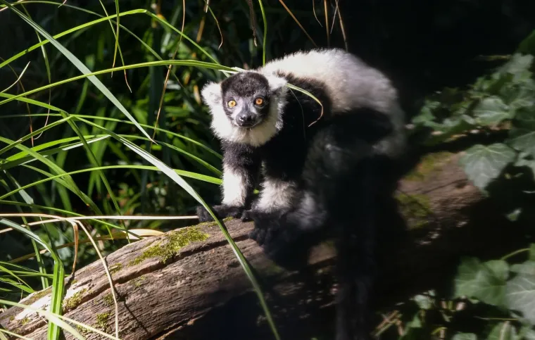 Oči Europe uprte su u ljubavnu priču dua s Madagaskara usred Zagreba: Dvoje čupavouhih lemura ima veliku odgovornost