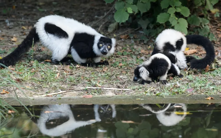 Oči Europe uprte su u ljubavnu priču dua s Madagaskara usred Zagreba: Dvoje čupavouhih lemura ima veliku odgovornost