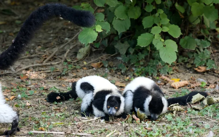 Oči Europe uprte su u ljubavnu priču dua s Madagaskara usred Zagreba: Dvoje čupavouhih lemura ima veliku odgovornost
