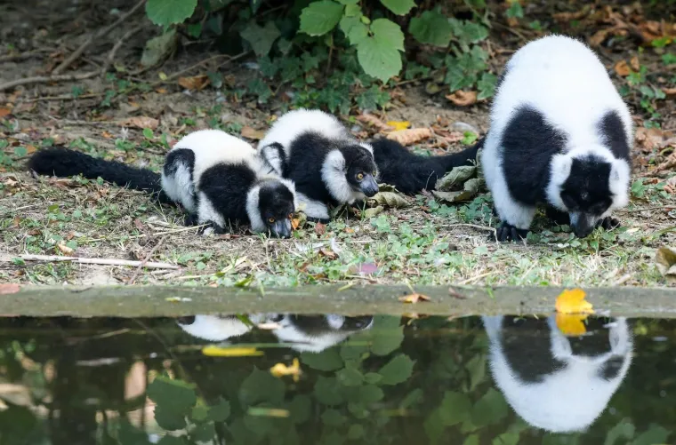 Oči Europe uprte su u ljubavnu priču dua s Madagaskara usred Zagreba: Dvoje čupavouhih lemura ima veliku odgovornost