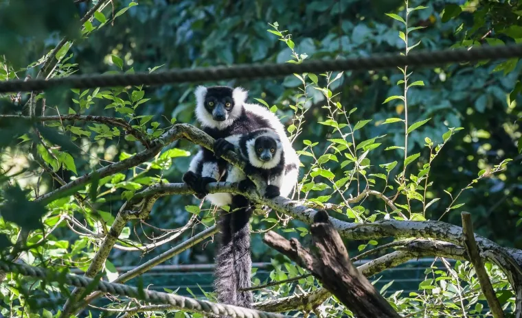 Oči Europe uprte su u ljubavnu priču dua s Madagaskara usred Zagreba: Dvoje čupavouhih lemura ima veliku odgovornost