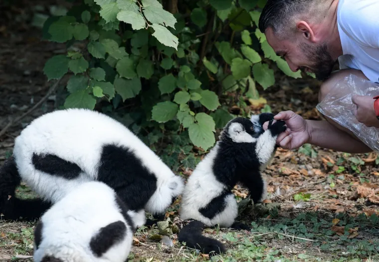 Oči Europe uprte su u ljubavnu priču dua s Madagaskara usred Zagreba: Dvoje čupavouhih lemura ima veliku odgovornost