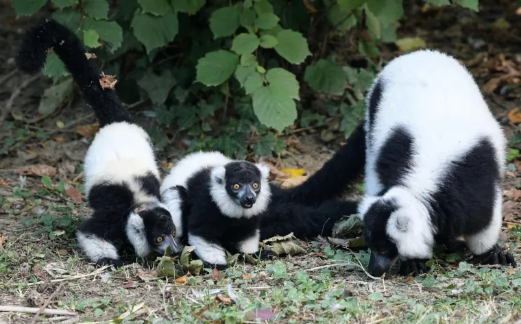 Oči Europe uprte su u ljubavnu priču dua s Madagaskara usred Zagreba: Dvoje čupavouhih lemura ima veliku odgovornost