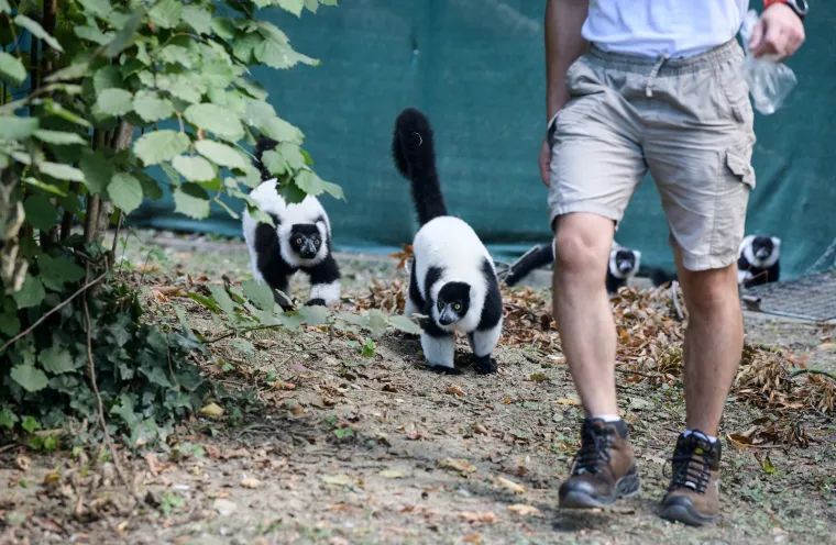 Oči Europe uprte su u ljubavnu priču dua s Madagaskara usred Zagreba: Dvoje čupavouhih lemura ima veliku odgovornost