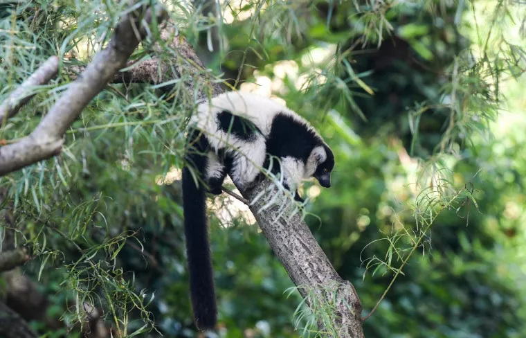 Oči Europe uprte su u ljubavnu priču dua s Madagaskara usred Zagreba: Dvoje čupavouhih lemura ima veliku odgovornost