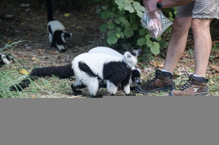 Oči Europe uprte su u ljubavnu priču dua s Madagaskara usred Zagreba: Dvoje čupavouhih lemura ima veliku odgovornost