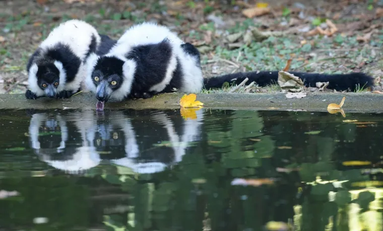 Oči Europe uprte su u ljubavnu priču dua s Madagaskara usred Zagreba: Dvoje čupavouhih lemura ima veliku odgovornost