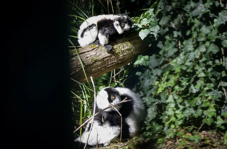 Oči Europe uprte su u ljubavnu priču dua s Madagaskara usred Zagreba: Dvoje čupavouhih lemura ima veliku odgovornost