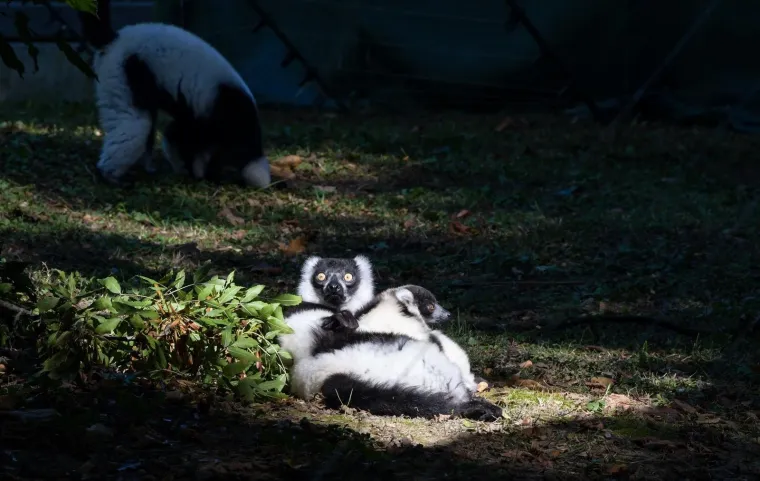 Oči Europe uprte su u ljubavnu priču dua s Madagaskara usred Zagreba: Dvoje čupavouhih lemura ima veliku odgovornost