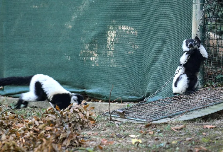 Oči Europe uprte su u ljubavnu priču dua s Madagaskara usred Zagreba: Dvoje čupavouhih lemura ima veliku odgovornost