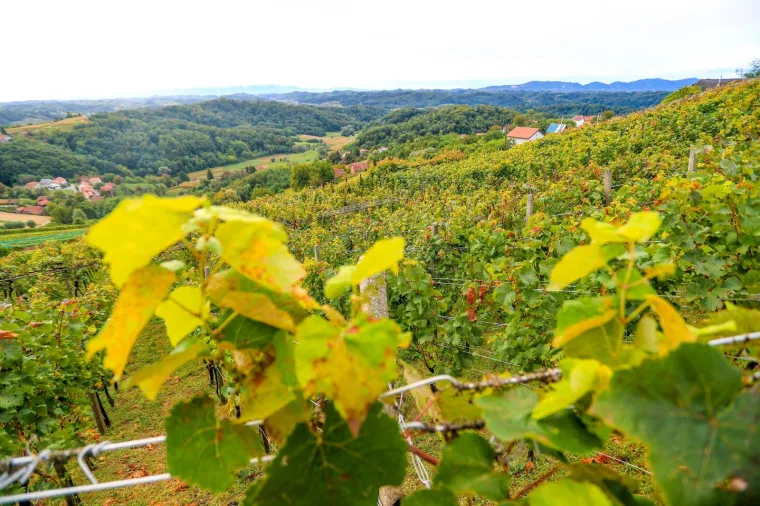 Milanović u zagorskoj berbi: 'Ako moram birati između vina i cigareta, nemam dvojbe, to je dobra kapljica'