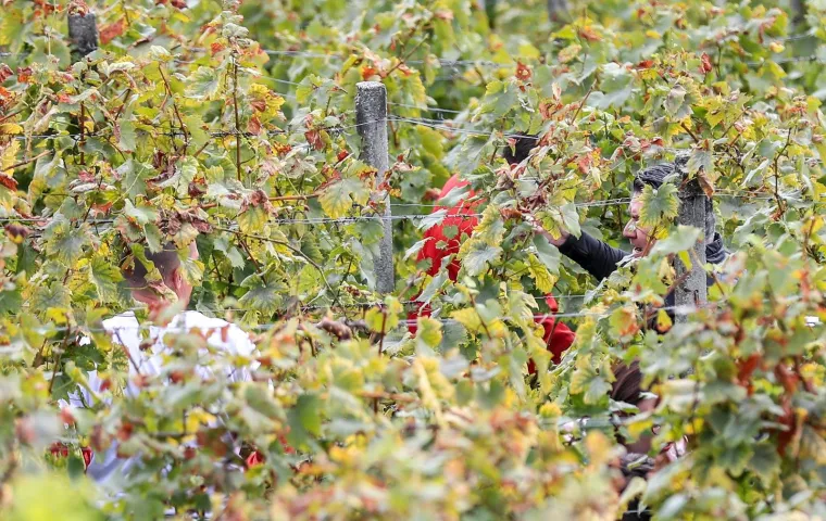 Milanović u zagorskoj berbi: 'Ako moram birati između vina i cigareta, nemam dvojbe, to je dobra kapljica'