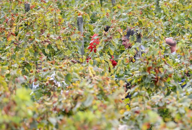 Milanović u zagorskoj berbi: 'Ako moram birati između vina i cigareta, nemam dvojbe, to je dobra kapljica'