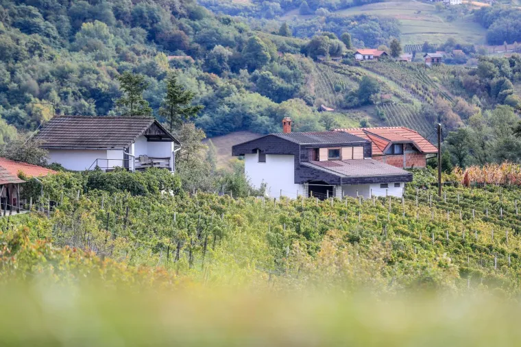 Milanović u zagorskoj berbi: 'Ako moram birati između vina i cigareta, nemam dvojbe, to je dobra kapljica'