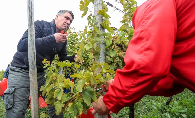 Milanović u zagorskoj berbi: 'Ako moram birati između vina i cigareta, nemam dvojbe, to je dobra kapljica'