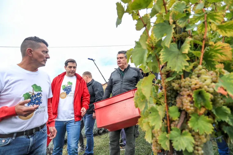 Milanović u zagorskoj berbi: 'Ako moram birati između vina i cigareta, nemam dvojbe, to je dobra kapljica'