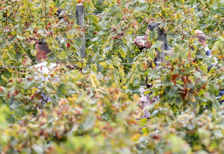 Milanović u zagorskoj berbi: 'Ako moram birati između vina i cigareta, nemam dvojbe, to je dobra kapljica'