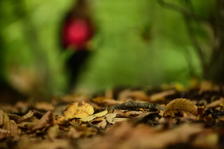 Krenulo je: Prekrasne boje jeseni zavladale zagrebačkim parkom