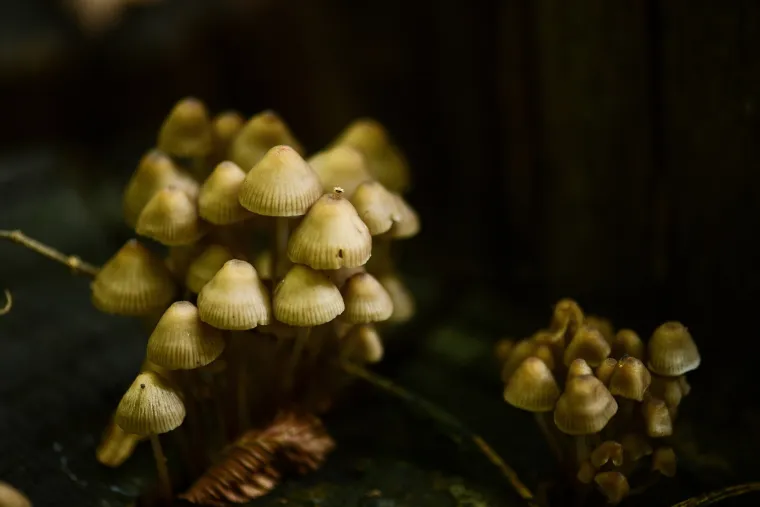 Krenulo je: Prekrasne boje jeseni zavladale zagrebačkim parkom