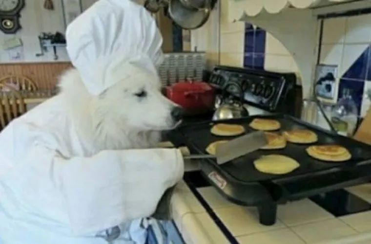 Za bolje raspoloženje: Fotke ljubimaca u ulogama 'običnih ljudi'