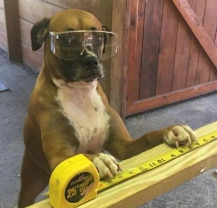 Za bolje raspoloženje: Fotke ljubimaca u ulogama 'običnih ljudi'