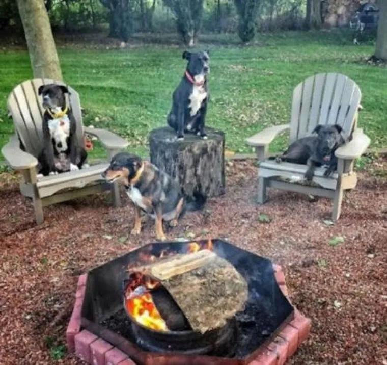 Za bolje raspoloženje: Fotke ljubimaca u ulogama 'običnih ljudi'